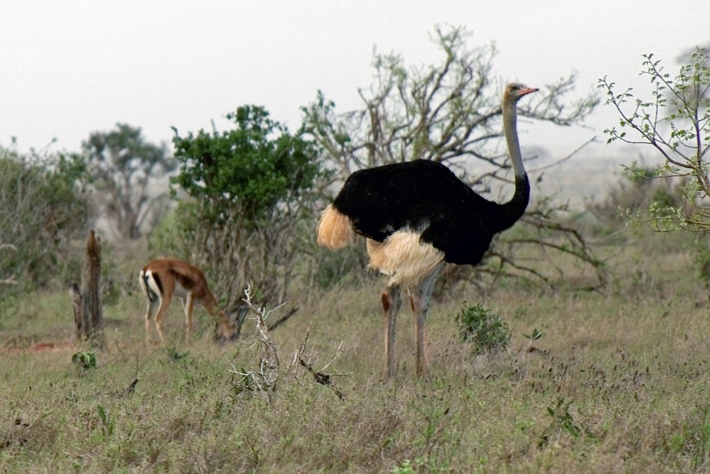 Kenia (425).jpg